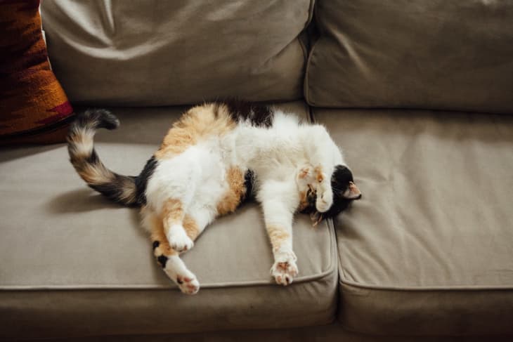 Best pet hair remover for couch discount